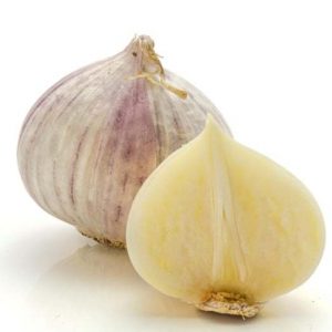 solo-garlic