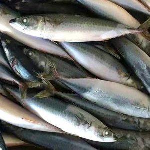mackerel-scad-1kg
