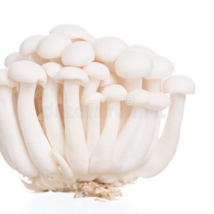 white-beech-mushrooms-shimeji-mushroom-background-isolated-124651599