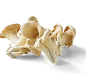 Thai Oyster mushroom