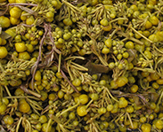 boiled cassia flower